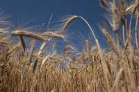 Ρωσία: Μειωμένη η φετινή συγκομιδή σε δύο περιοχές καλλιέργειας σιτηρών – Ο παγετός προκάλεσε σοβαρές ζημιές