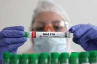 ΠΟΥ: Σε αγελαδινό γάλα εντοπίστηκε ο ιός της γρίπης των πτηνών- Τι συνιστά